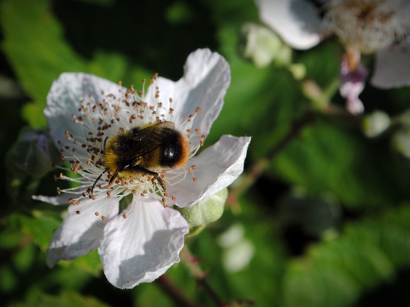 Nikon Bees 150615 (32)
